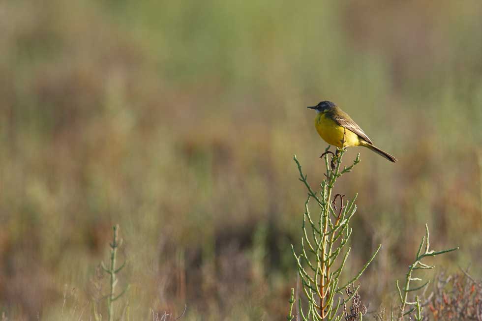 Imagen 4 de la galería de Lavandera boyera - Western Yellow Wagtail